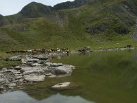 F, Ariege, Seix, Etang de Pra Matau 5, Saxifraga-Willem van Kruijsbergen